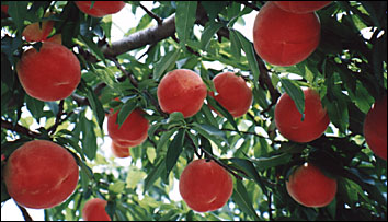 peach-tree.jpg