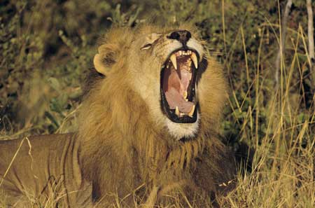 roaring_lion.jpg