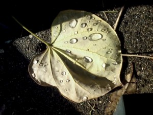 Clear raindrops on greenish yellow leaf